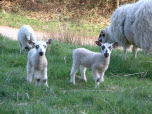 Lakeland Lambs