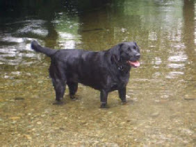 Cassie in the river