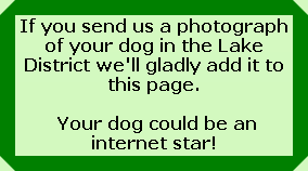 If you send us a photograph of your dog in the Lake District we'll gladly add it to this page.

 Your dog could be an internet star!